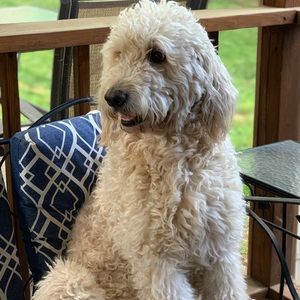 Meet your Posher, Morgan